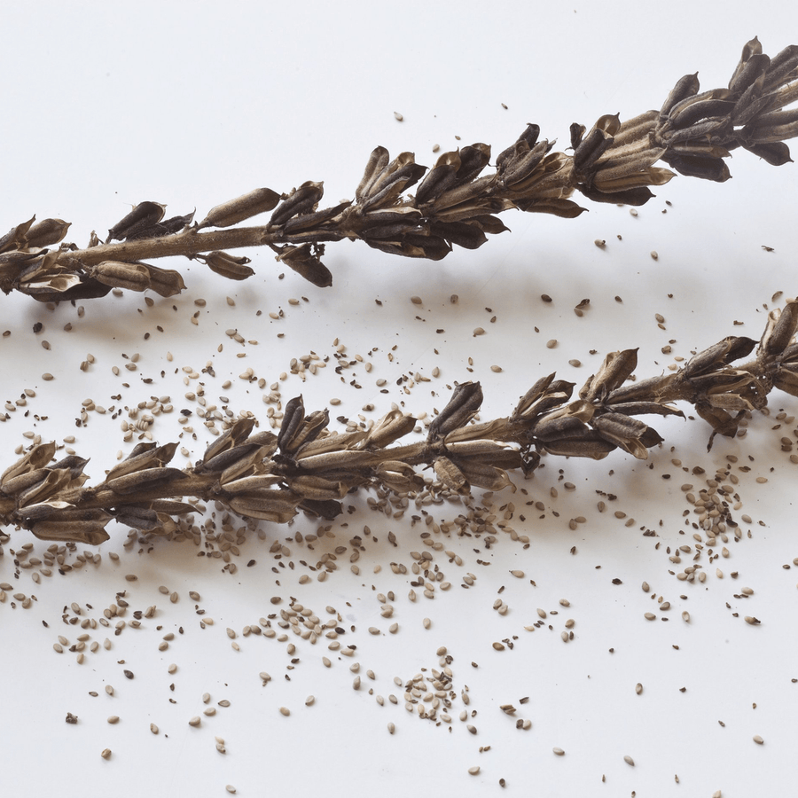 Sesame Seeds (Sesamum indicum) - Monticello Shop
