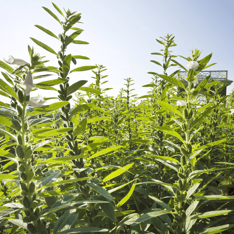 Sesame Seeds (Sesamum indicum) - Monticello Shop