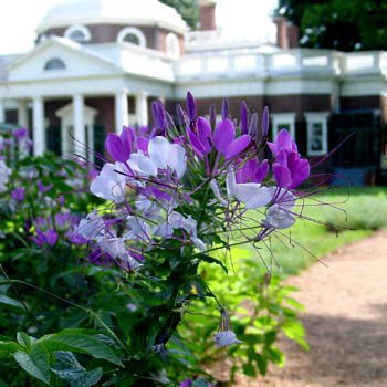 Spider Flower Seeds (Cleome hasslerana) - Monticello Shop