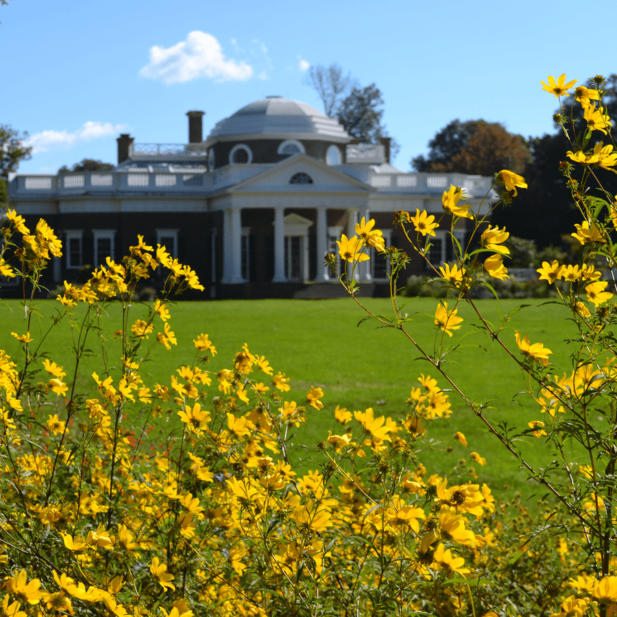Tickseed Sunflower Seeds (Bidens aristosa) - Monticello Shop