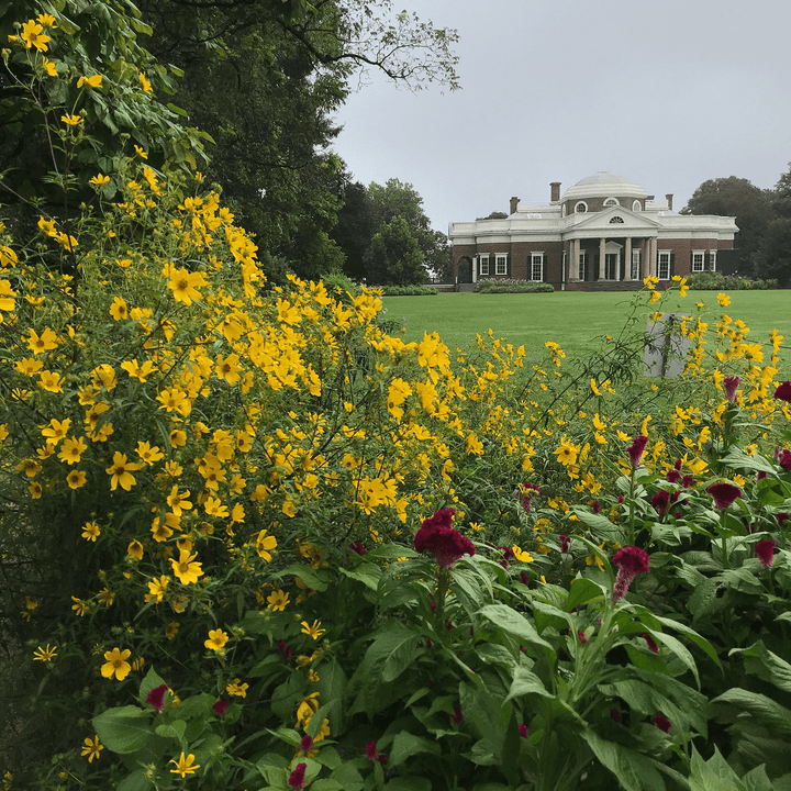 Tickseed Sunflower Seeds (Bidens aristosa) - Monticello Shop