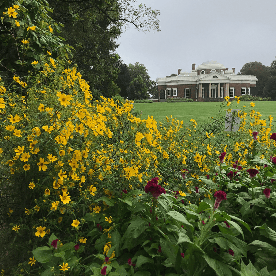 Tickseed Sunflower Seeds (Bidens aristosa) - Monticello Shop