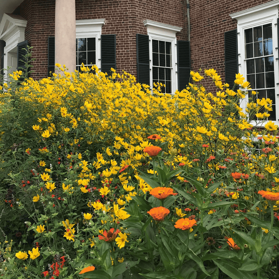 Tickseed Sunflower Seeds (Bidens aristosa) - Monticello Shop