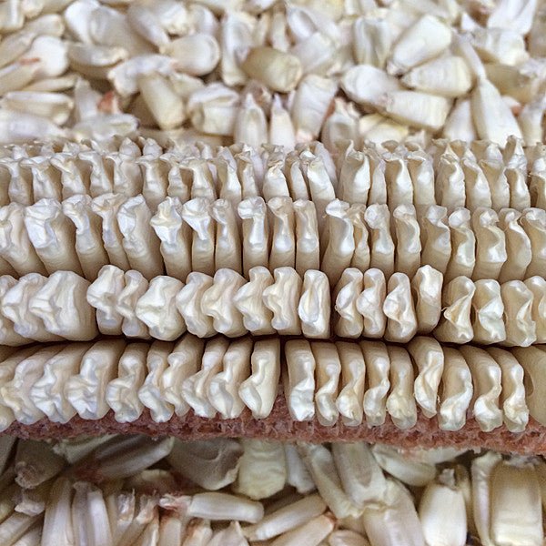 Virginia White Gourdseed Corn Seeds (Zea mays cv.) - Monticello Shop