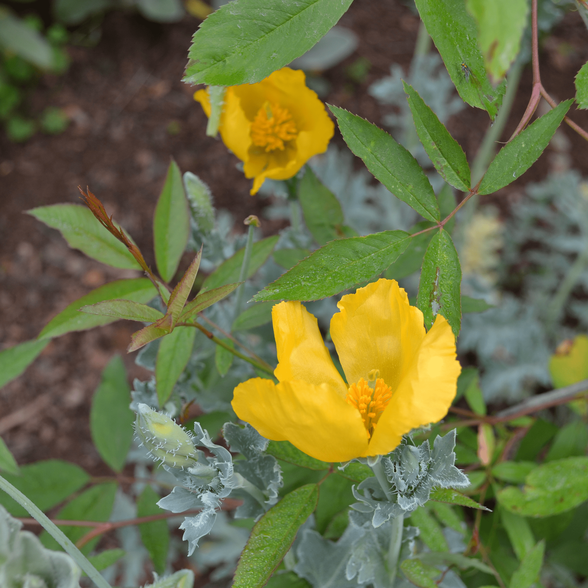 yellow flower seeds Yellow Horned Poppy Seeds (Glaucium flavum) – Monticello Shop