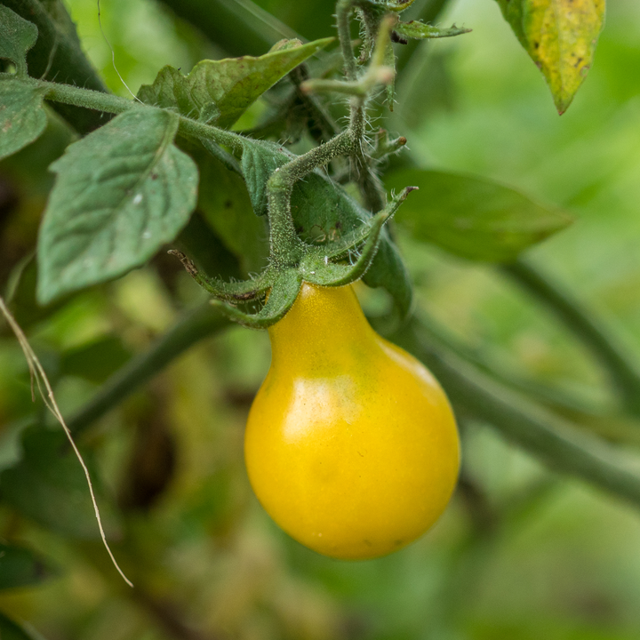 Yellow Pear Tomato Seeds (Solanum lycopersicum cv.)