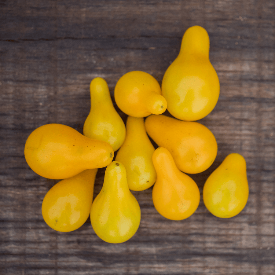 Yellow Pear Tomato Seeds (Solanum lycopersicum cv.) - Monticello Shop
