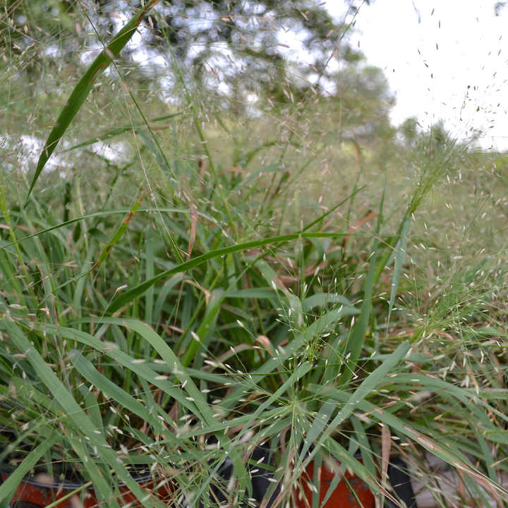 Purple Lovegrass (Eragrostis spectabilis)