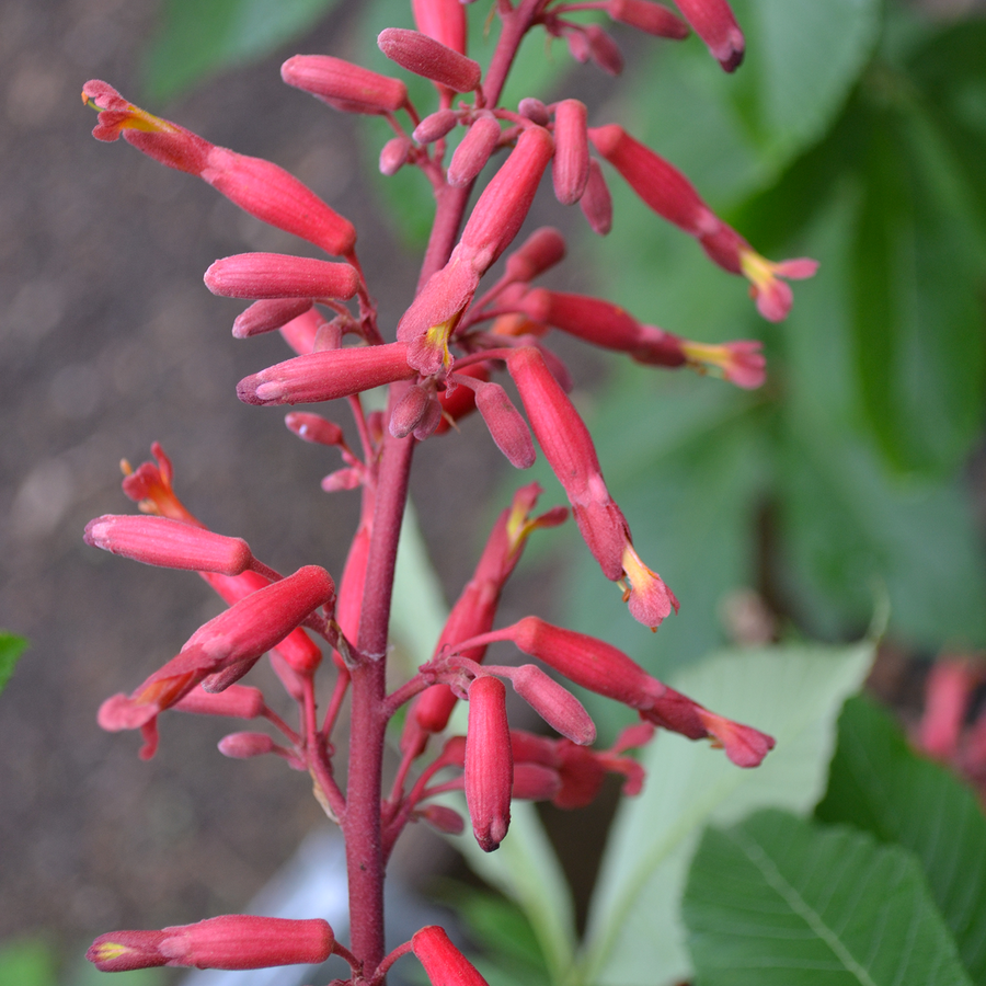 Red Buckeye (Aesculus pavia)