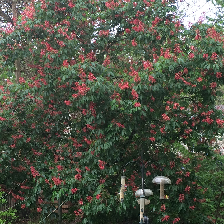 Red Buckeye (Aesculus pavia)