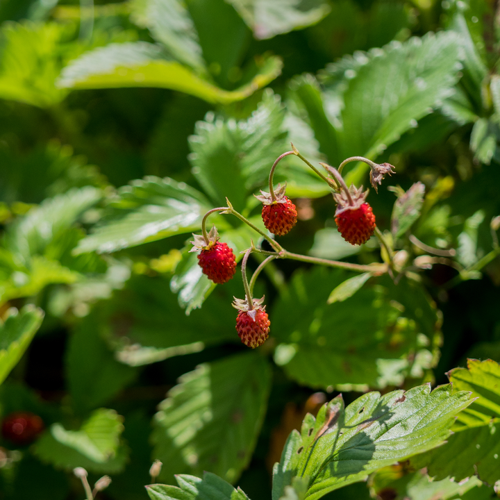 Alpine Strawberry (Fragaria vesca var. vesca)