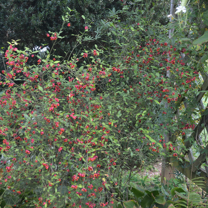 Strawberry Bush (Euonymus americanus)