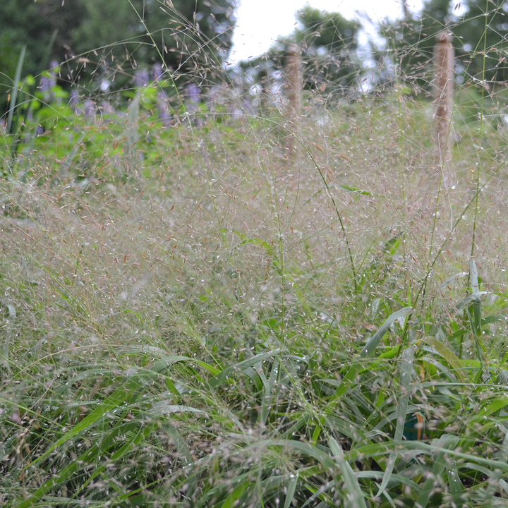 Purple Lovegrass (Eragrostis spectabilis)