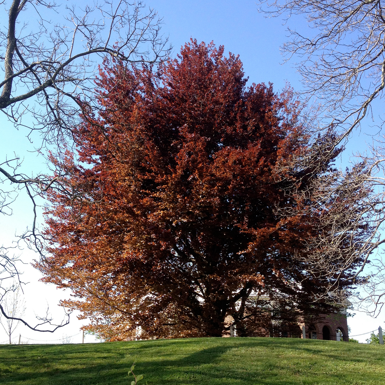 fagus sylvatica png European Copper Beech (Fagus sylvatica 'Atropunicea') – Monticello Shop