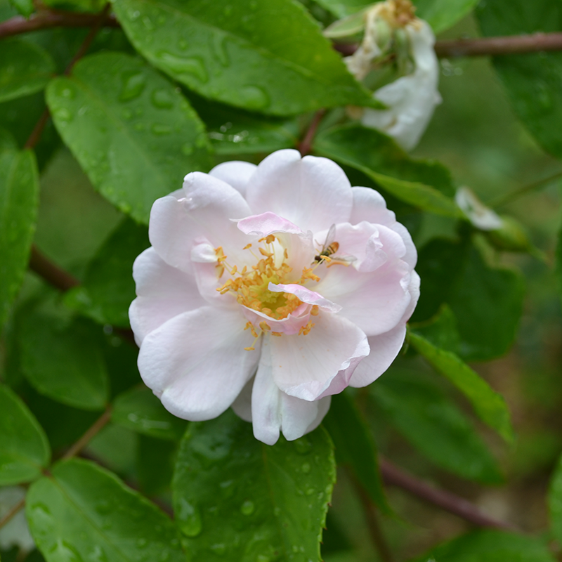 "Hollywood Pink Cluster" Rose (Rosa × noisettiana variety)