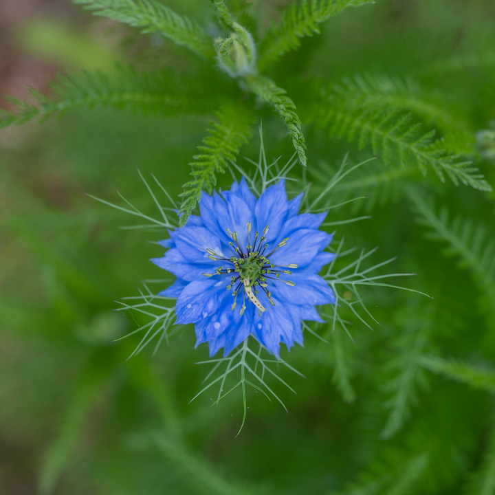 Love-in-a-Mist Seeds (Nigella damascena)