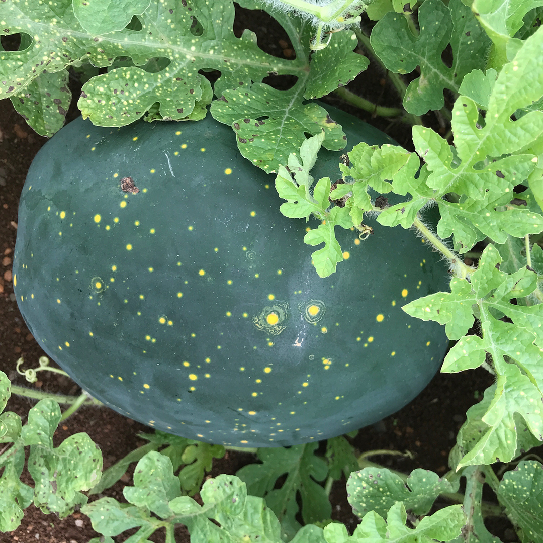 Moon and Stars Watermelon Seeds (Citrullus lanatus cv.)