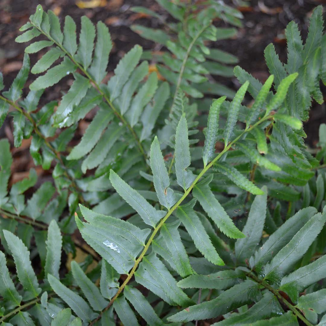 Christmas Fern (Polystichum acrostichoides)