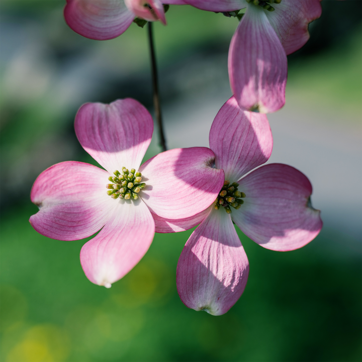 Pink Flowering Dogwood  (Cornus florida rubra)