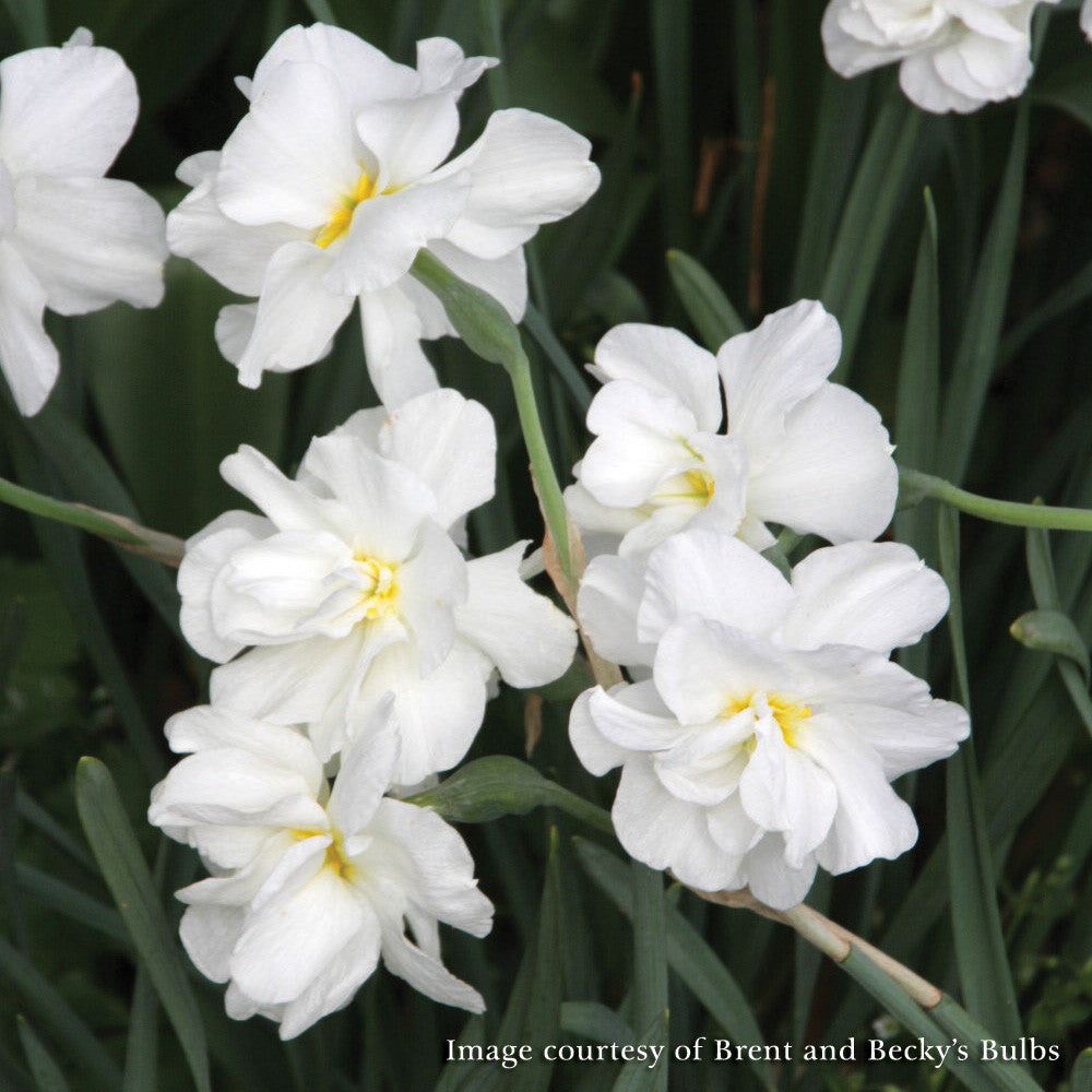 Double White Poet’s Daffodil (Narcissus albus plenus odoratus)