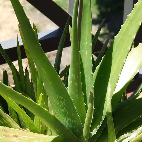 Aloe (Aloe vera) - Monticello Shop