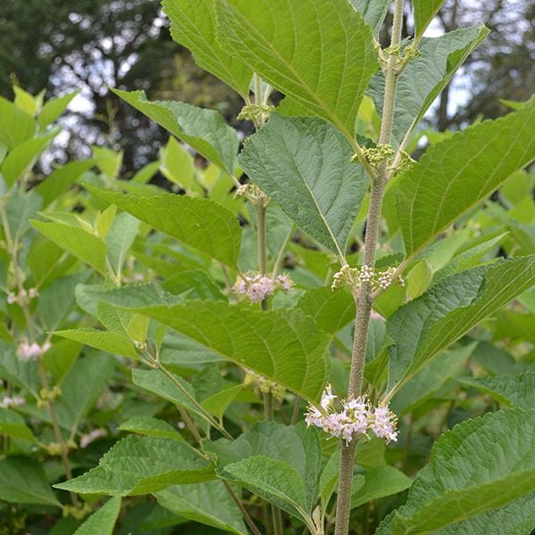American Beautyberry (Callicarpa americana) - Monticello Shop