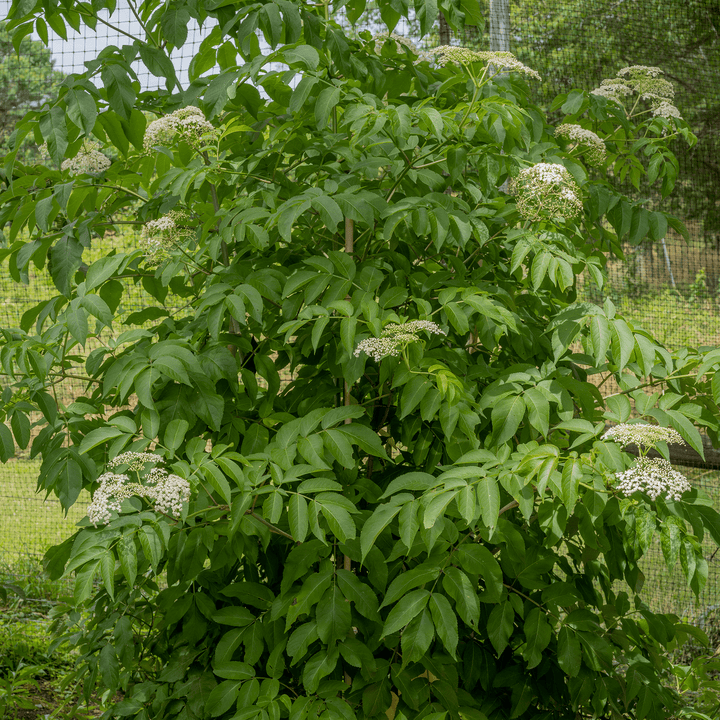 American Black Elderberry (Sambucus canadensis) - Monticello Shop