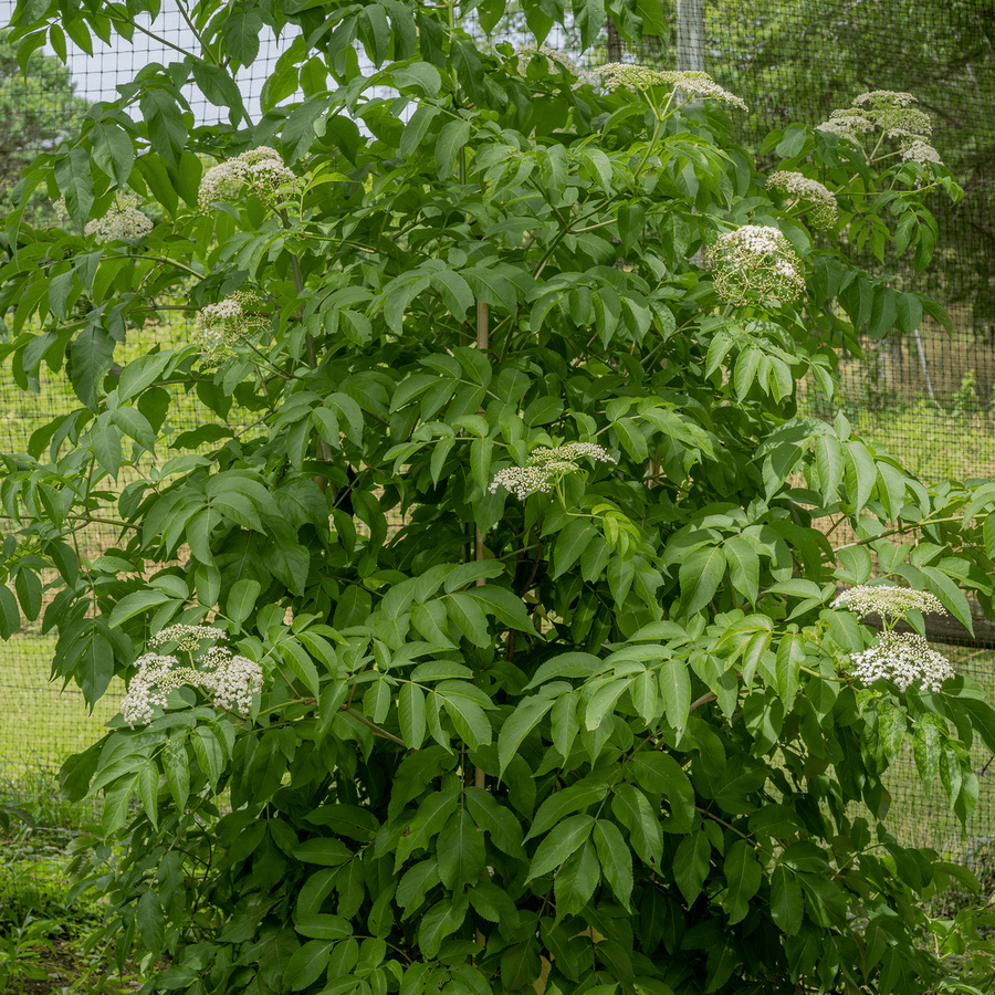 American Black Elderberry (Sambucus canadensis) - Monticello Shop