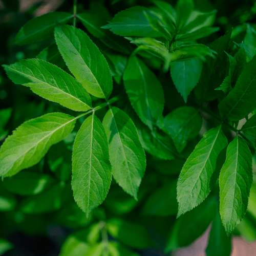 American Black Elderberry (Sambucus canadensis) - Monticello Shop