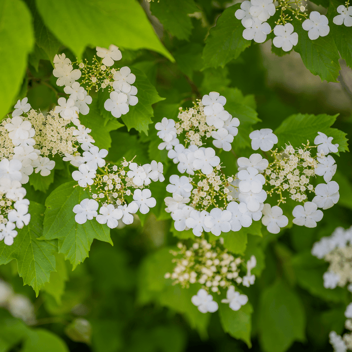 American Cranberry Bush (Viburnum opulus var. americanum) - Monticello Shop