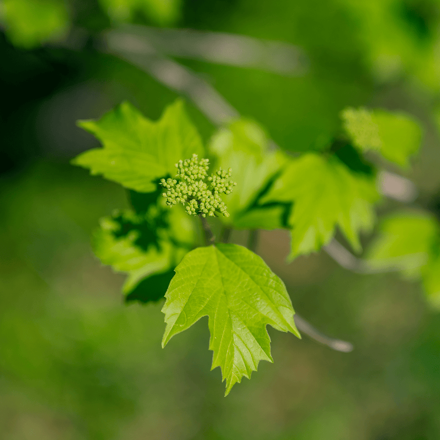 American Cranberry Bush (Viburnum opulus var. americanum) - Monticello Shop