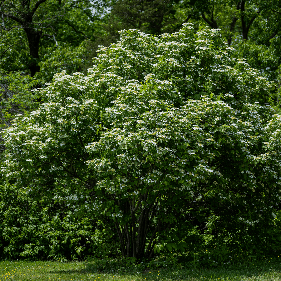 American Cranberry Bush (Viburnum opulus var. americanum) - Monticello Shop