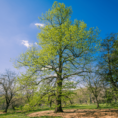 American Linden; American Basswood (Tilia americana) - Monticello Shop