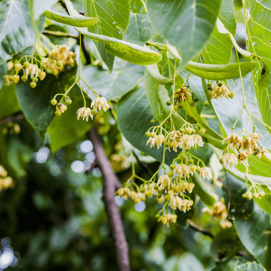 American Linden; American Basswood (Tilia americana) - Monticello Shop