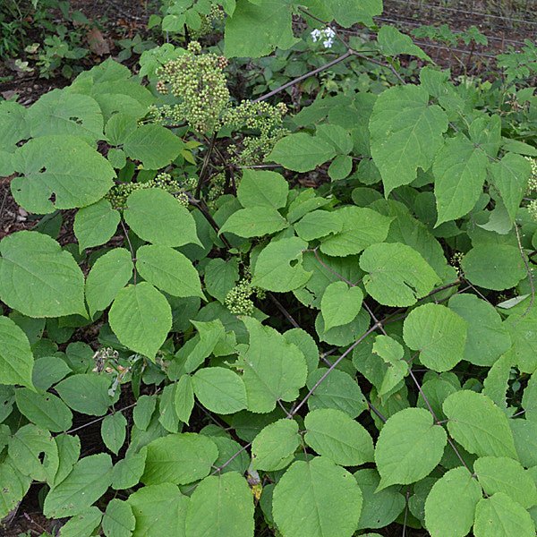 American Spikenard (Aralia racemosa) - Monticello Shop