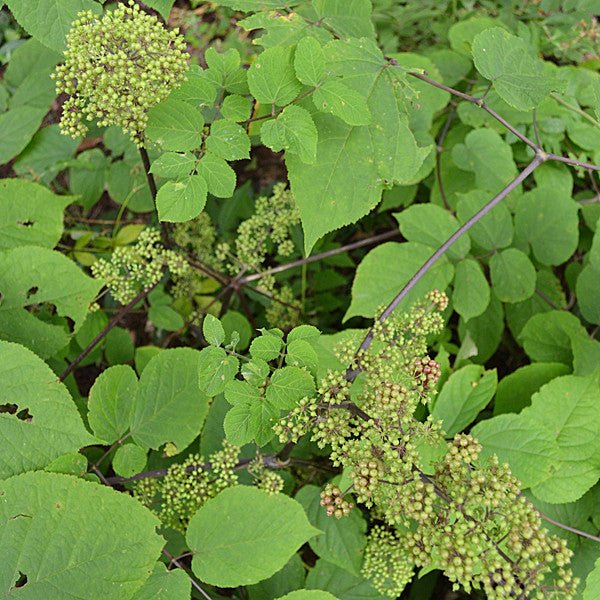 American Spikenard (Aralia racemosa) - Monticello Shop