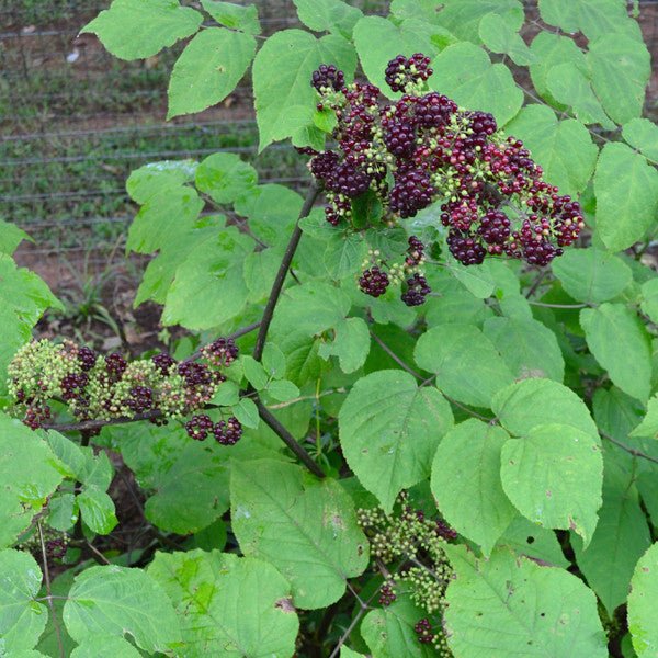American Spikenard (Aralia racemosa) - Monticello Shop