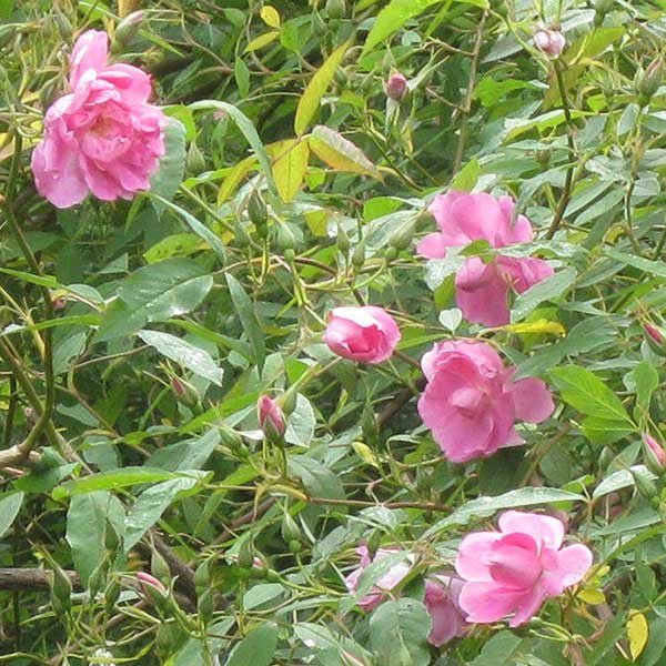 American Swamp Rose (Rosa palustris scandens) - Monticello Shop
