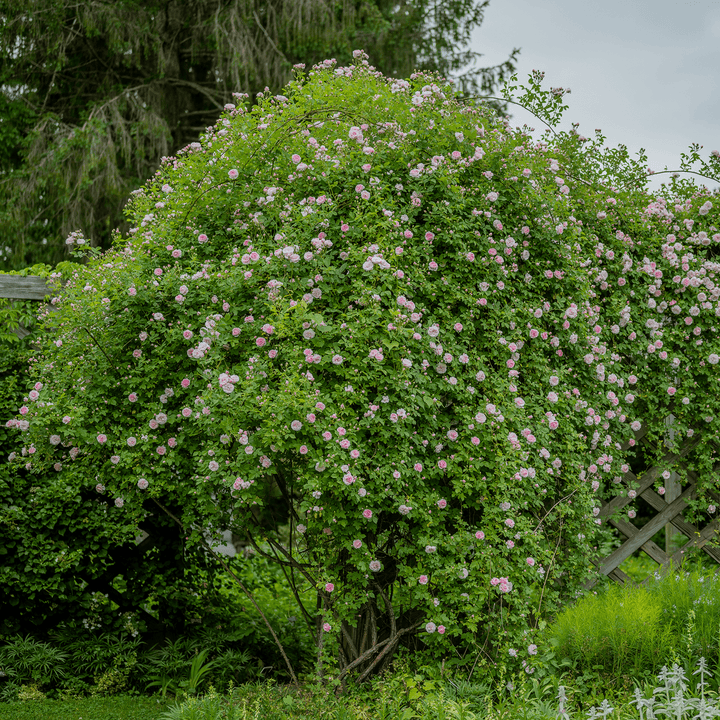 Arcata Pink Globe Rose (Rosa cv.) - Monticello Shop