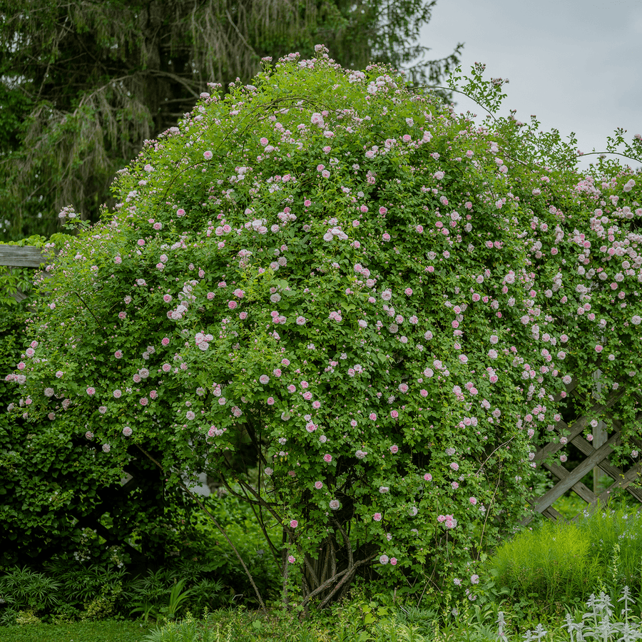 Arcata Pink Globe Rose (Rosa cv.) - Monticello Shop