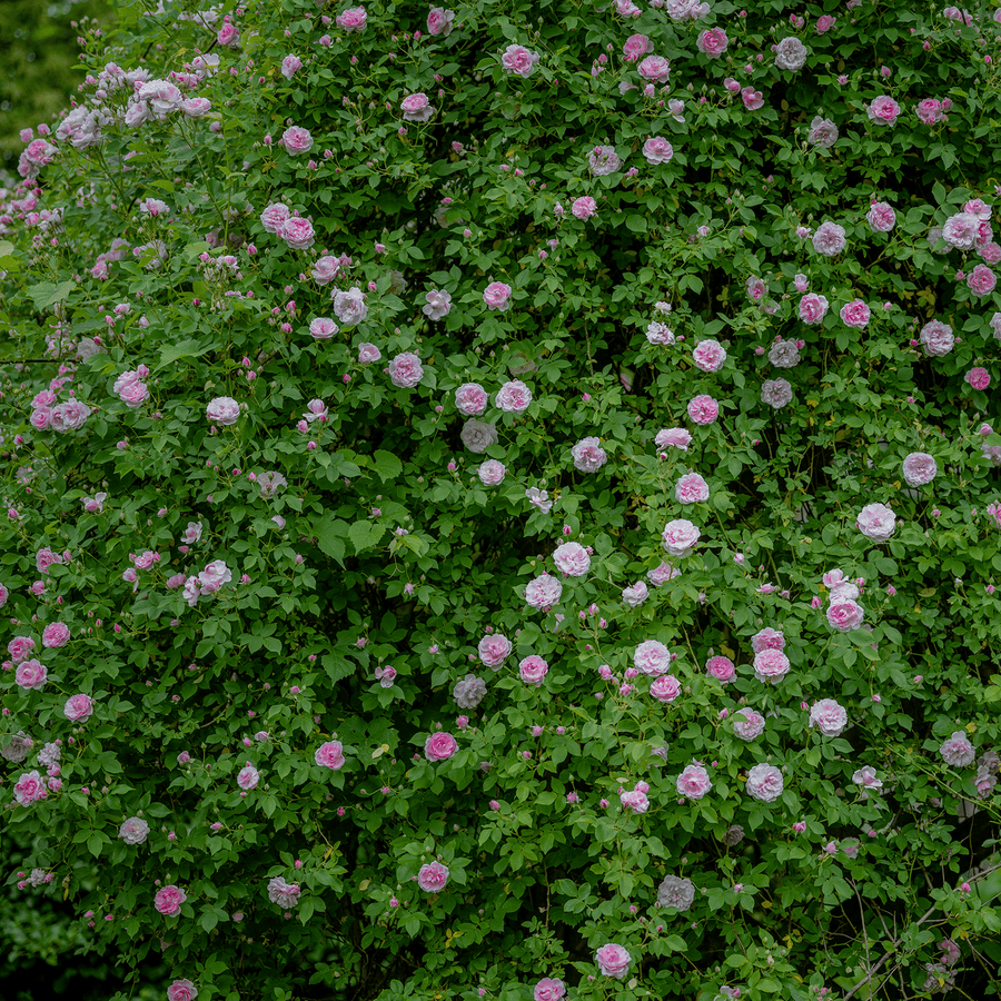 Arcata Pink Globe Rose (Rosa cv.) - Monticello Shop