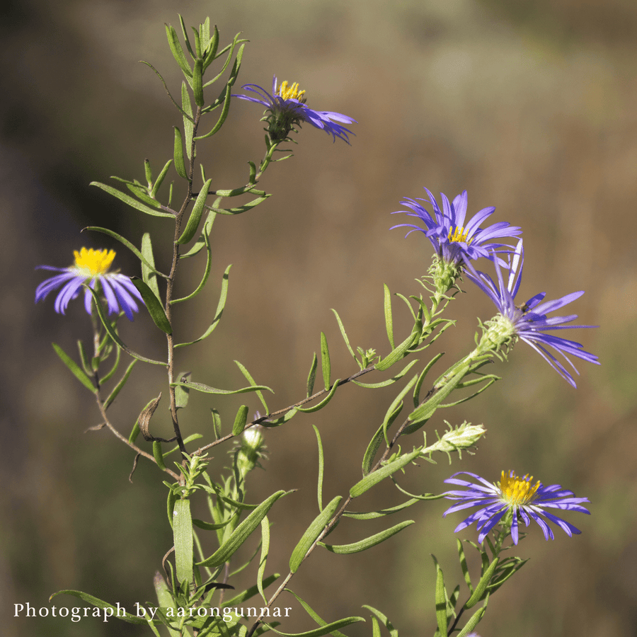Aromatic Aster (Aster oblongifolius) - Monticello Shop