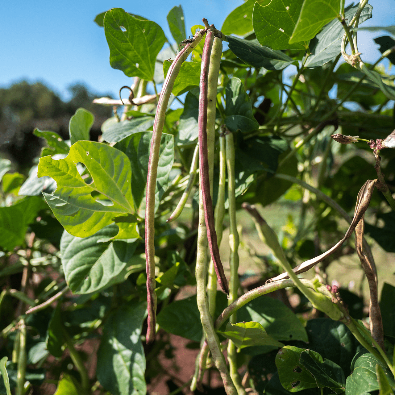asparagus bean plant Asparagus Bean Seeds (Vigna unguiculata sesquipedalis) – Monticello Shop