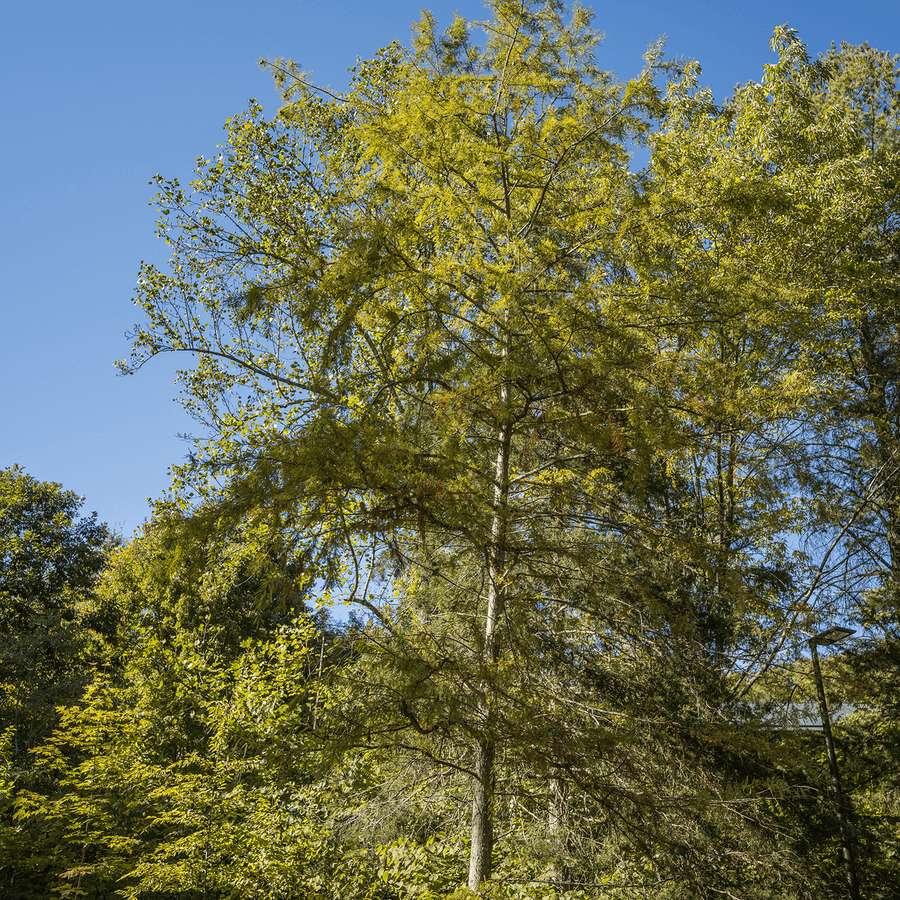 Bald Cypress (Taxodium distichum) - Monticello Shop