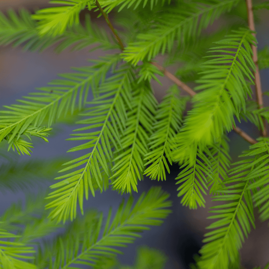Bald Cypress (Taxodium distichum) - Monticello Shop