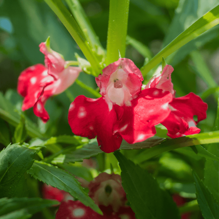 Balsam; Touch - Me - Not Seeds (Impatiens balsamina) - Monticello Shop