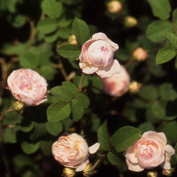 Baltimore Belle Rose (Rosa cv.) - Monticello Shop
