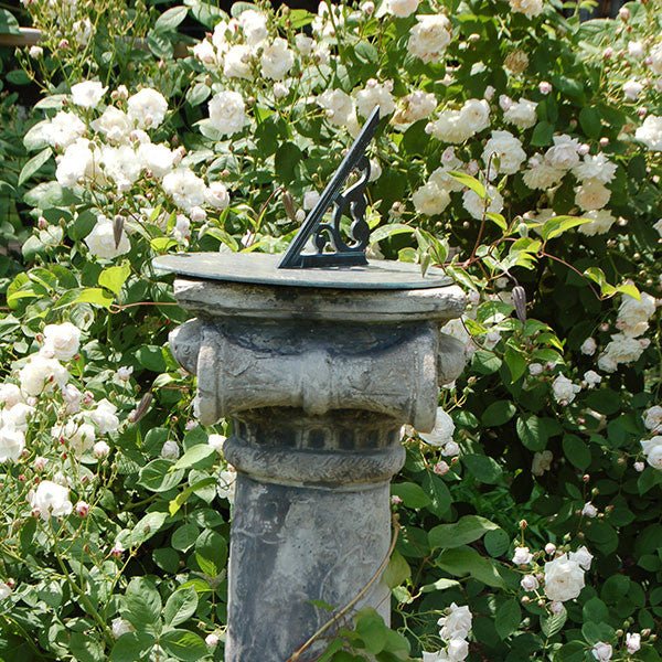 Baltimore Belle Rose (Rosa cv.) - Monticello Shop