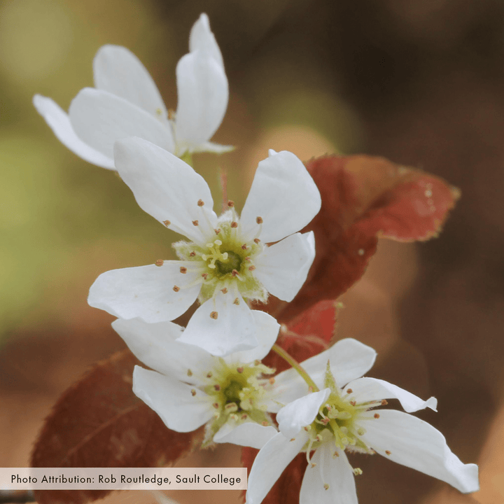 Bare Root Allegheny Serviceberry (Amelanchier laevis) - Monticello Shop