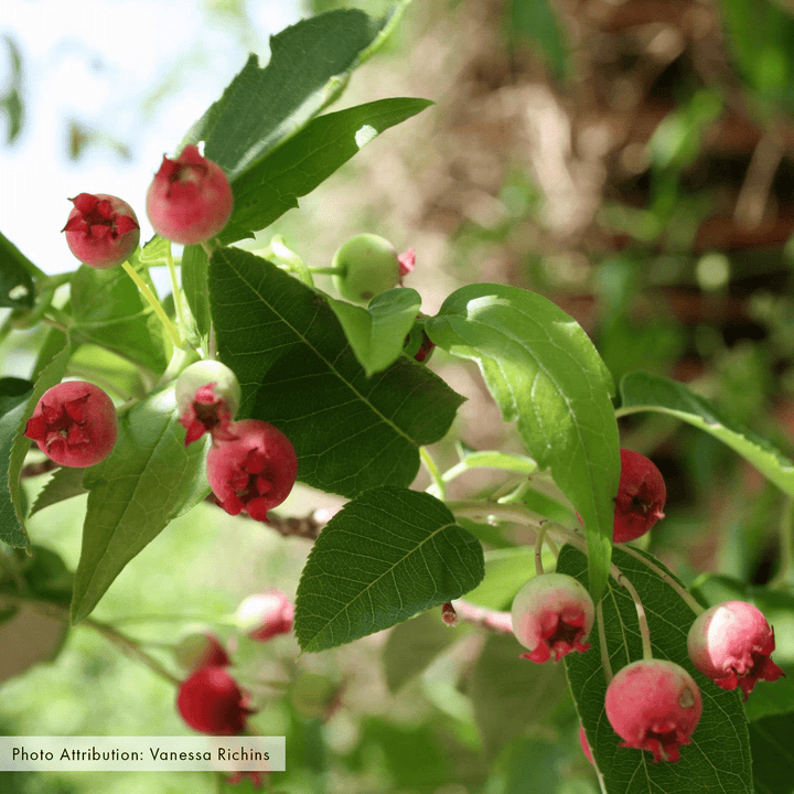 Bare Root Allegheny Serviceberry (Amelanchier laevis) - Monticello Shop